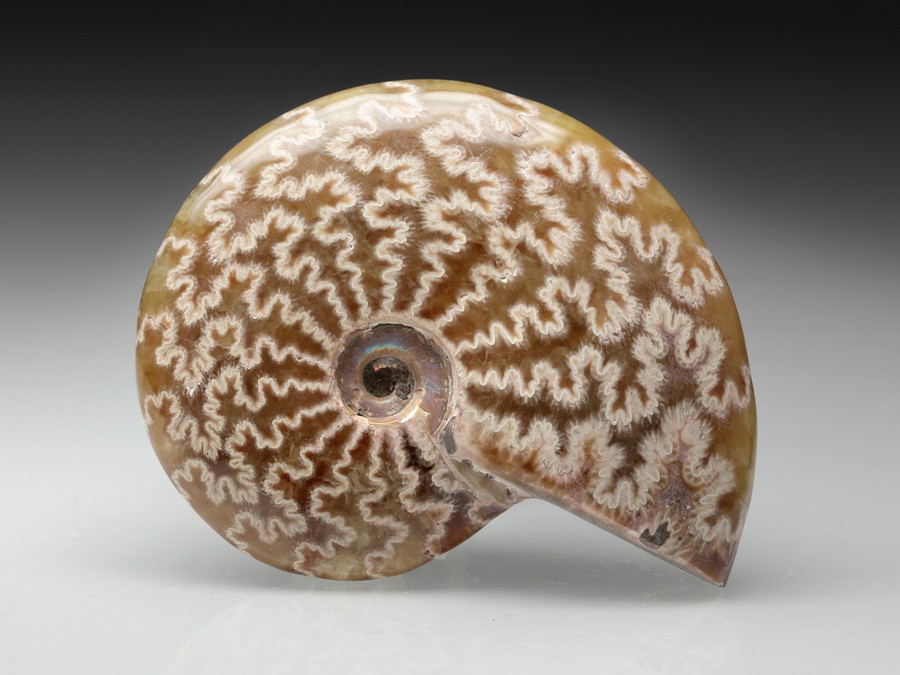 Ammonitenpaar aus Madagaskar