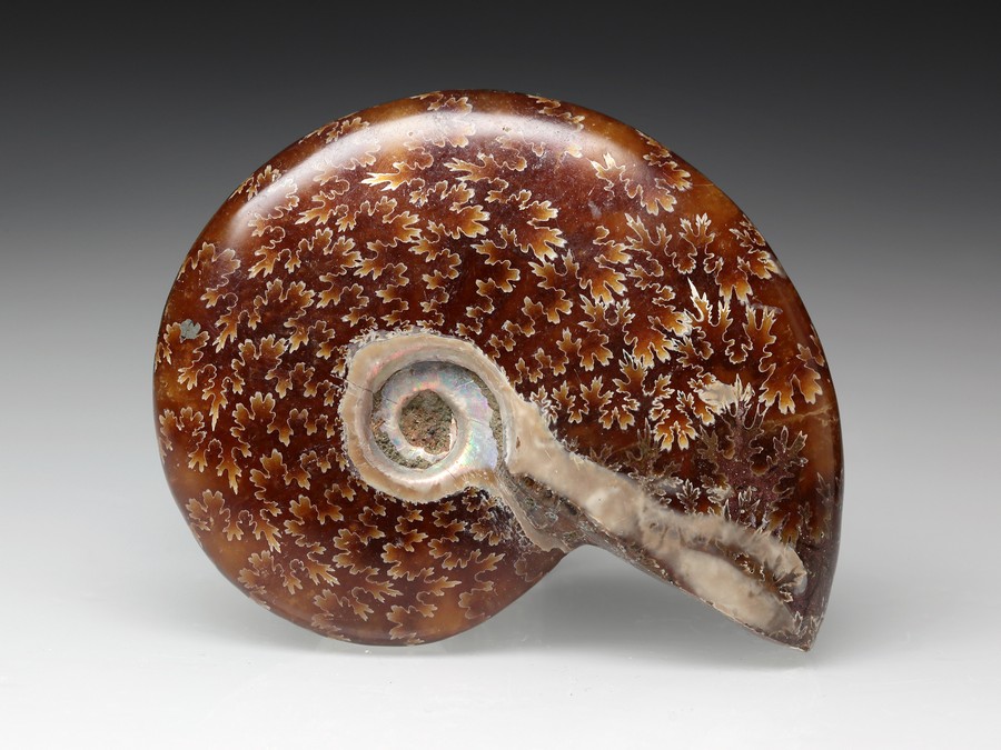 Ammonit Fossil Cleoniceras Paar - Echte Tintenfisch-Fossilien Aus Madagaskar - In Geschenkbox