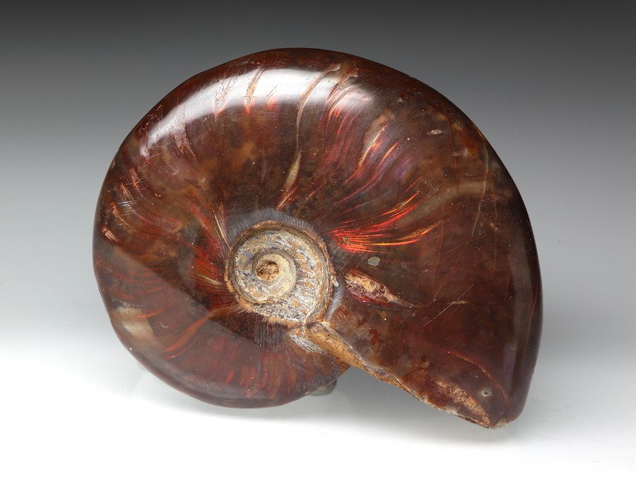 Ammonitenpaar aus Madagaskar