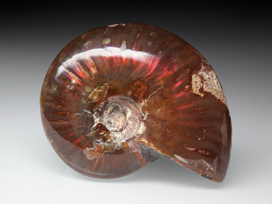 rotschimmernder Cleoniceras