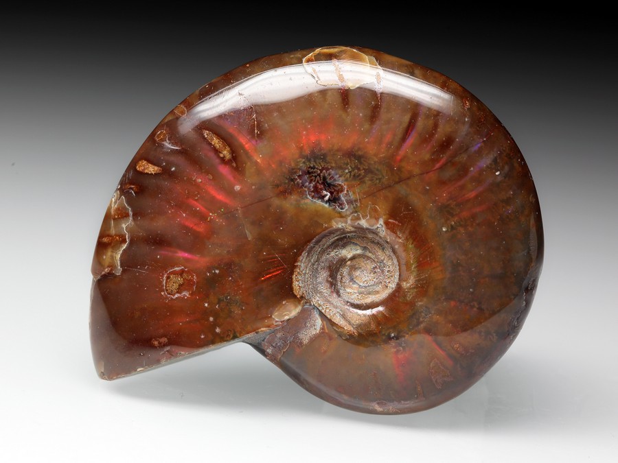 rotschimmernder Cleoniceras