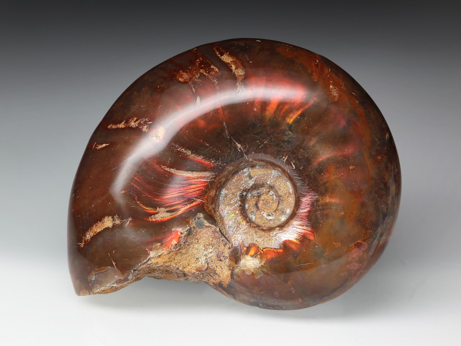 rotschimmernder Cleoniceras