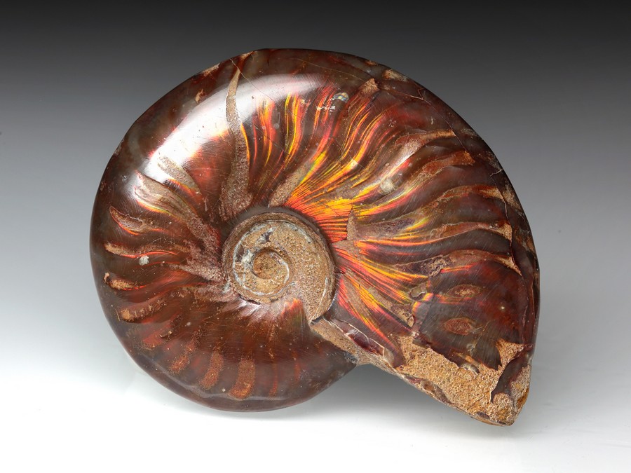 rotschimmernder Cleoniceras