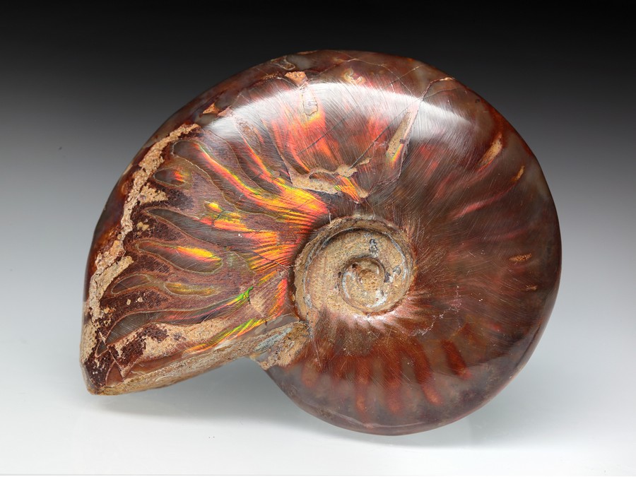 rotschimmernder Cleoniceras