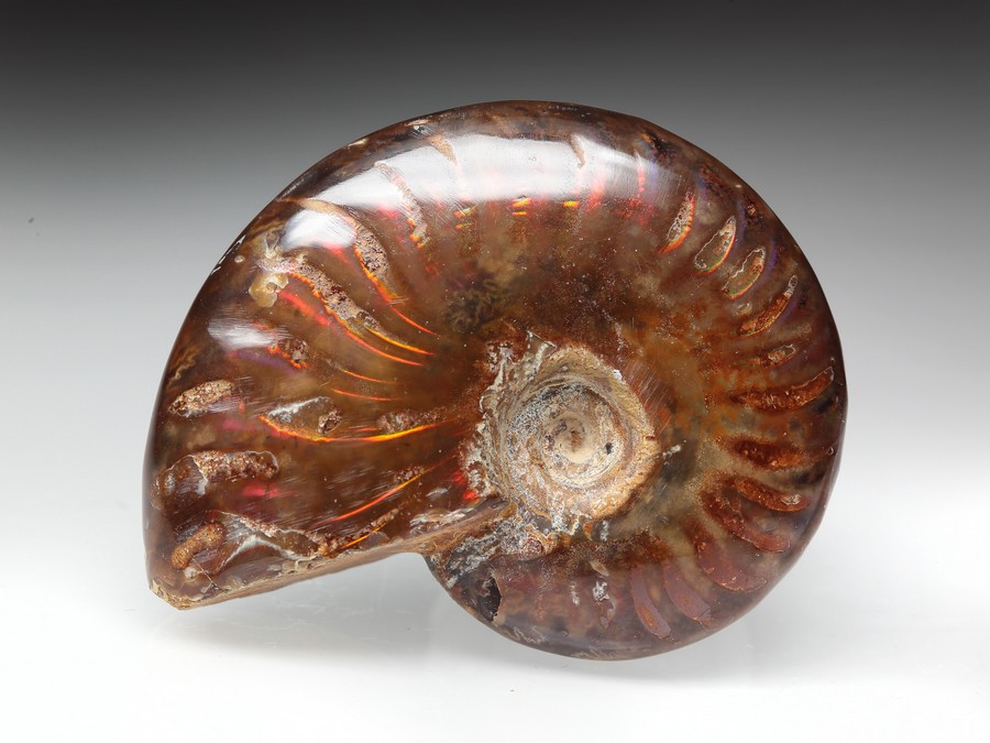 rotschimmernder Cleoniceras