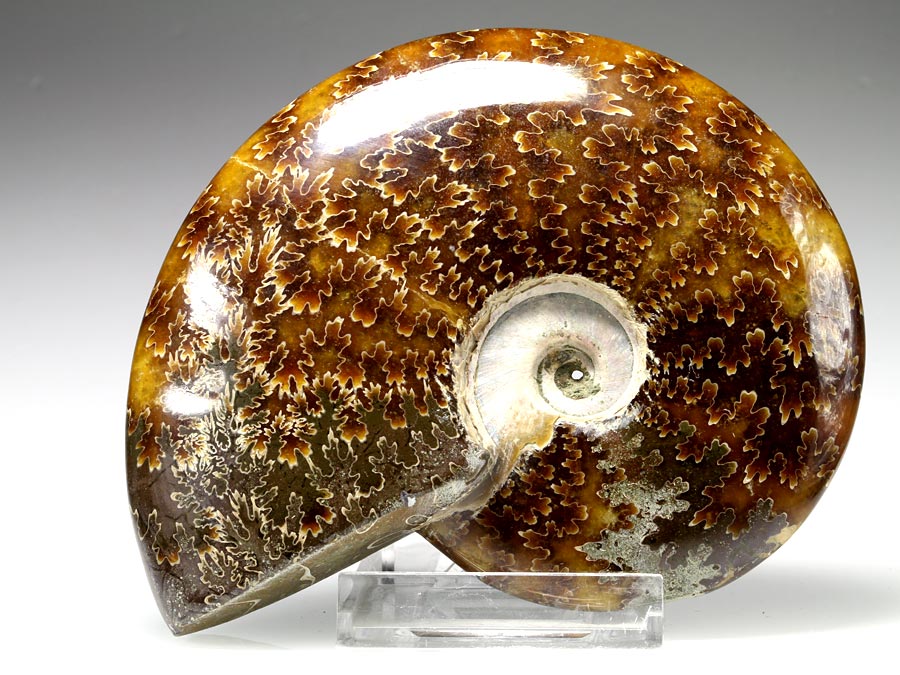 geschliffener Ammonit aus Madagaskar