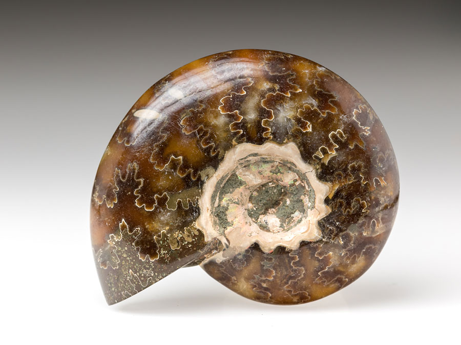 geschliffene Ammoniten aus Madagaskar zum Kaufen