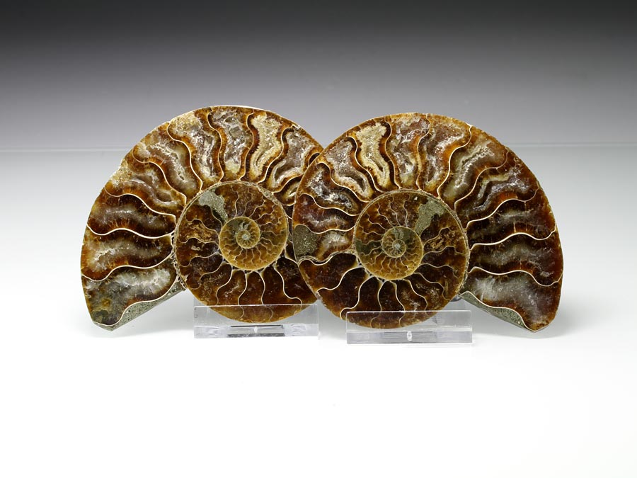 Ammonit Fossil Als Paar - Je Hälfte Ca. 25 Mm, Poliert, Aus Madagaskar - Glücksstein Für Wassermann