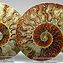 Ammonitenpaare aus Madagaskar