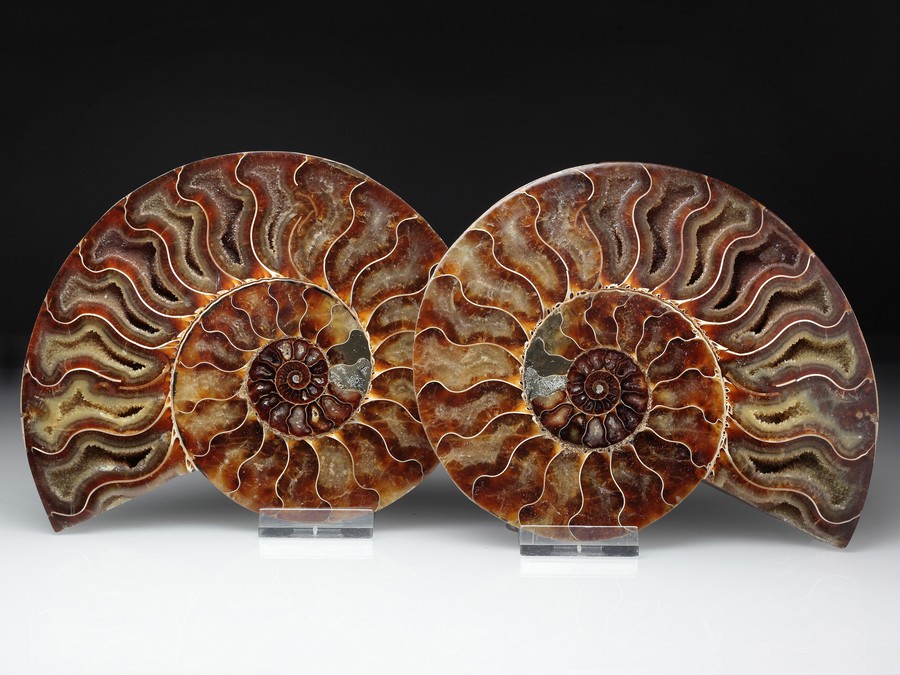 Cleoniceras besairiei