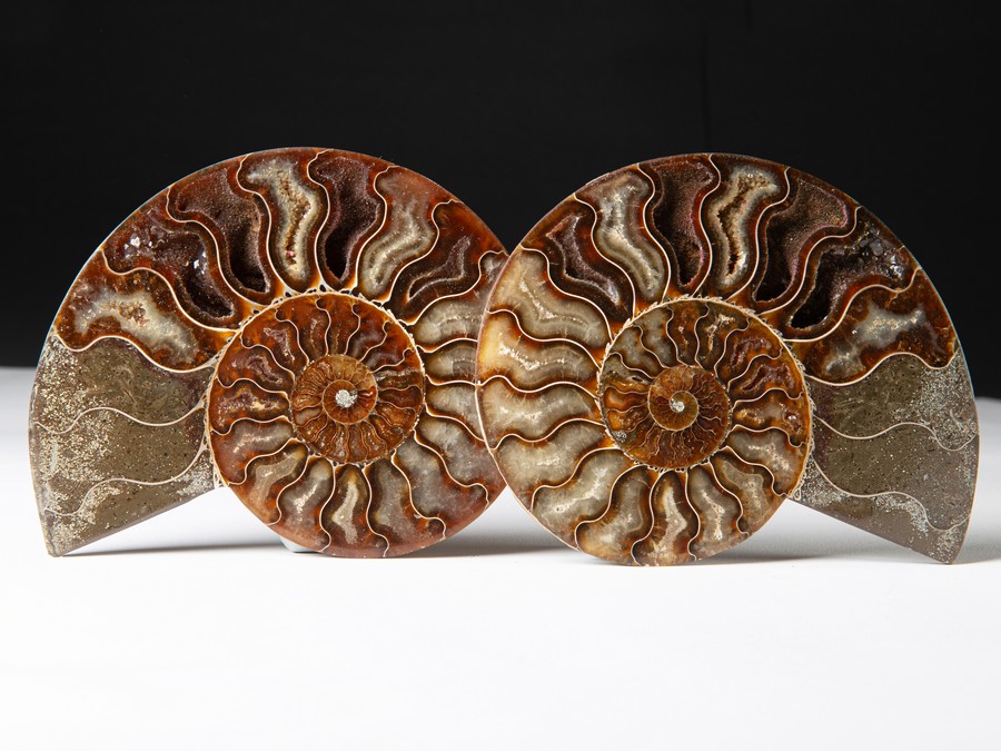 Cleoniceras besairiei