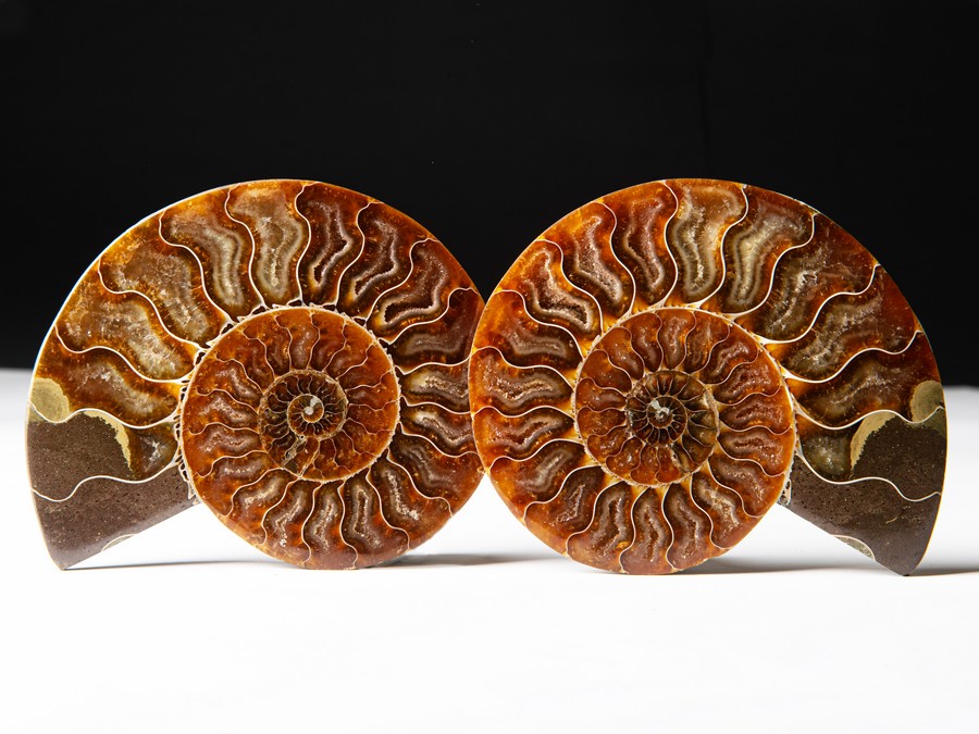 Cleoniceras besairiei