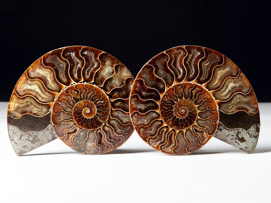 Cleoniceras besairiei