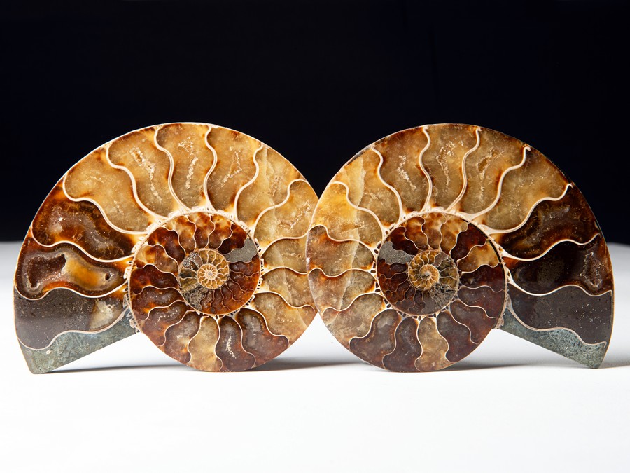 Cleoniceras besairiei