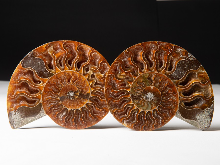 Cleoniceras besairiei