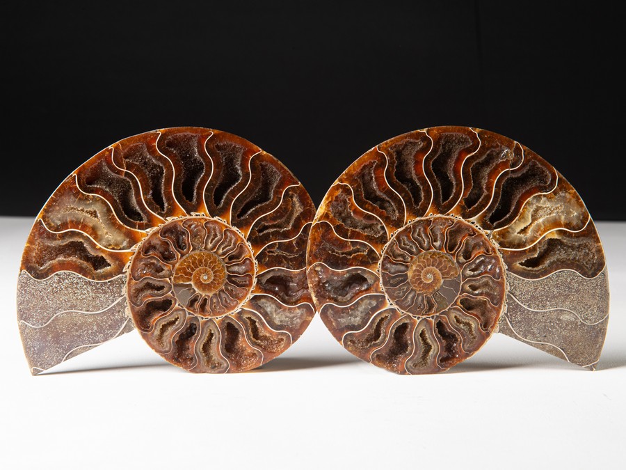 Cleoniceras besairiei