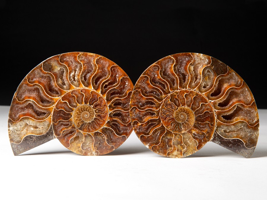 Cleoniceras besairiei