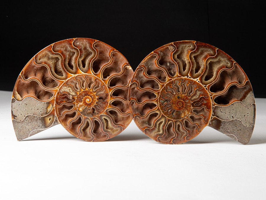 Cleoniceras besairiei