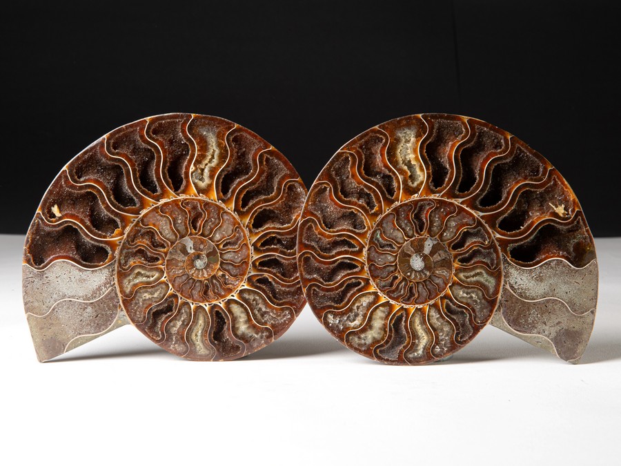 Cleoniceras besairiei