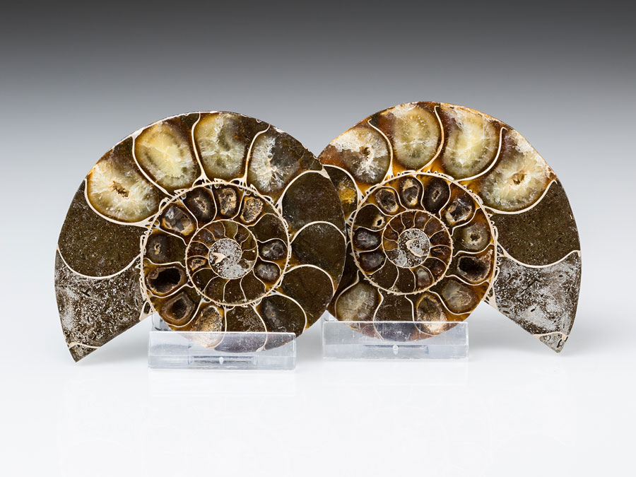 Ammonitenpaar aus Madagaskar