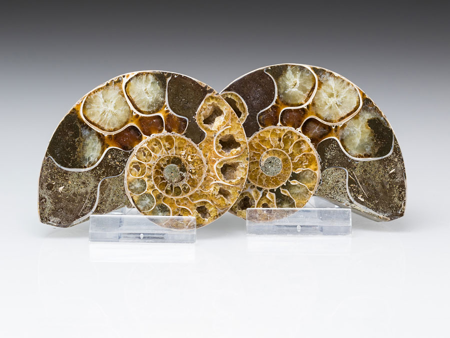 Ammonitenpaar - Eogaudryceras numidum