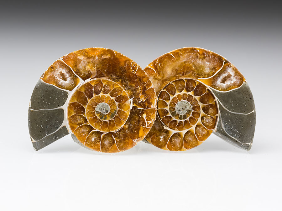Ammonitenpaar - Desmoceras latidorsatum