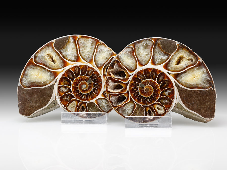 Ammonitpaar - Phylloceras velledae