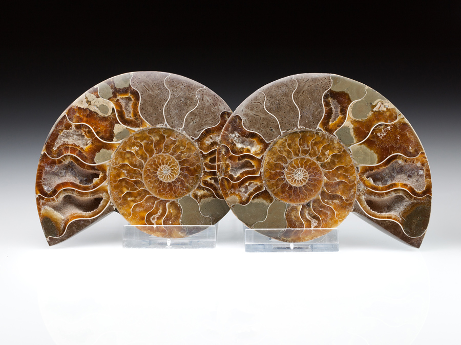 Ammonitenpaar - Cleoniceras besairiei