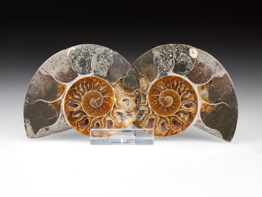 Ammonitenpaar - Desmoceras latidorsatum