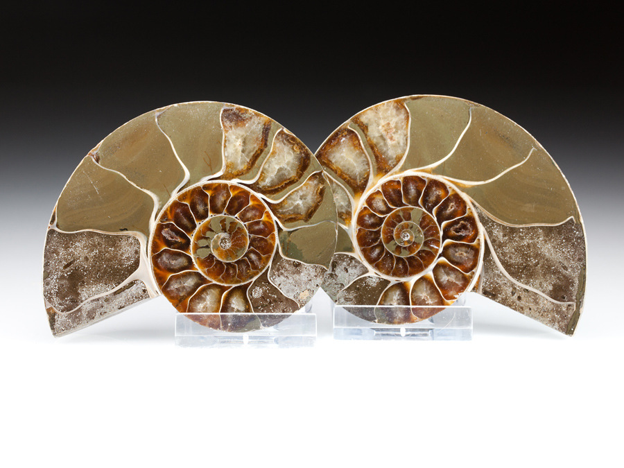 Ammonitpaar - Phylloceras velledae