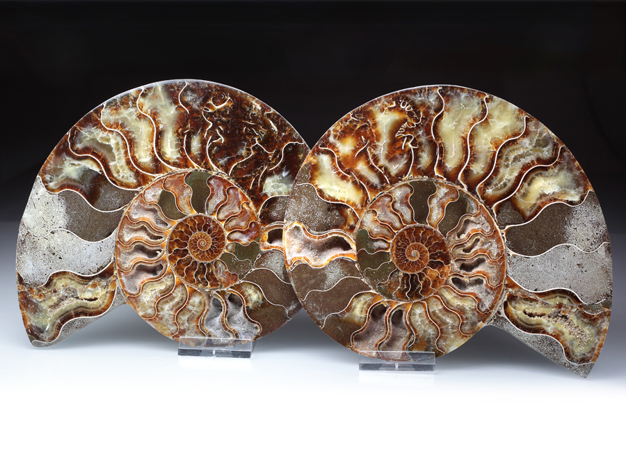 Ammonitenpaar aus Madagaskar