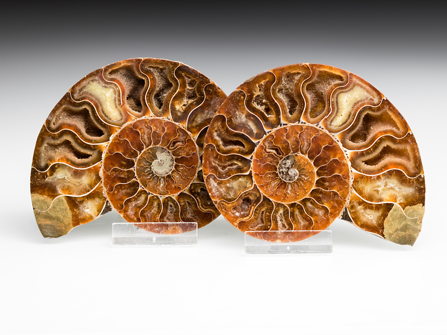 Ammonitenpaar - Cleoniceras besairiei
