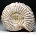 Ammoniten aus Madagaskar, Perisphinctes