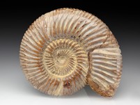 Divisosphinctes (Perisphinctes)