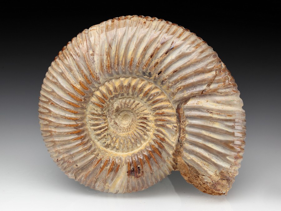 Divisosphinctes (Perisphinctes)