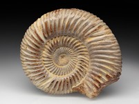 Divisosphinctes (Perisphinctes)