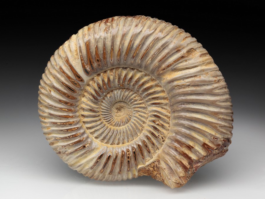 Divisosphinctes (Perisphinctes)