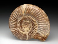 Divisosphinctes (Perisphinctes)