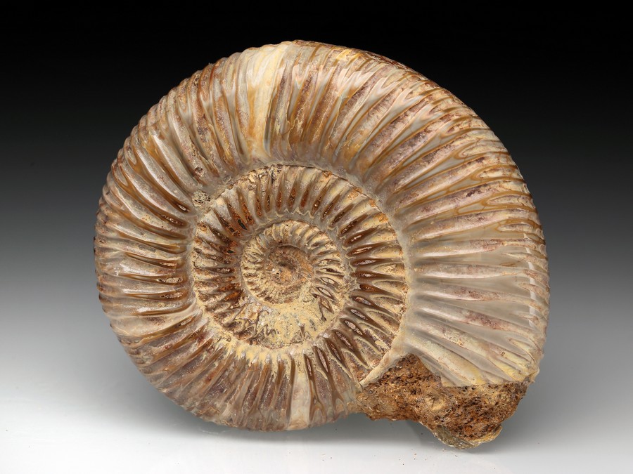 Divisosphinctes (Perisphinctes)