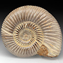 versteinerte Ammonit aus Madagaskar, Perisphinctes