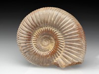 Divisosphinctes (Perisphinctes)