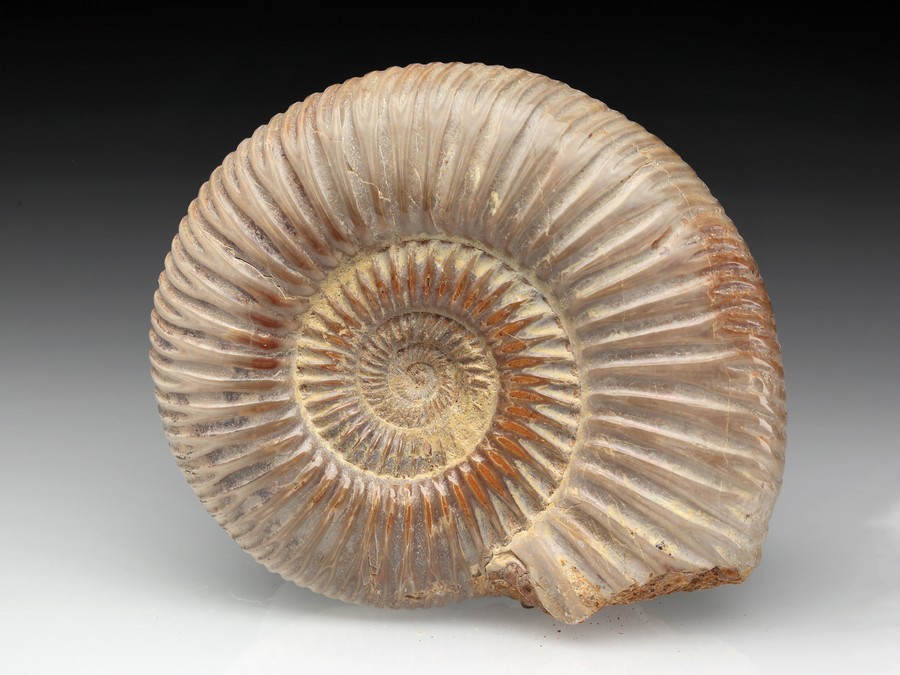 Divisosphinctes (Perisphinctes)