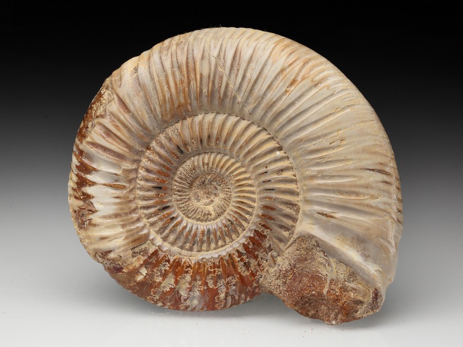 Divisosphinctes (Perisphinctes)