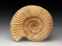 Divisosphinctes (Perisphinctes)