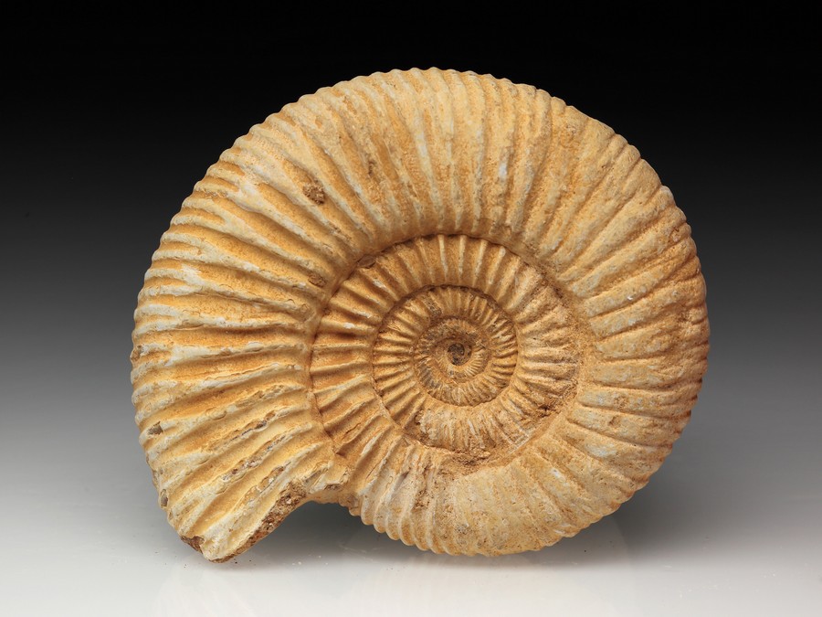 Divisosphinctes (Perisphinctes)
