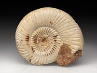 Divisosphinctes (Perisphinctes)