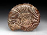 Divisosphinctes (Perisphinctes)