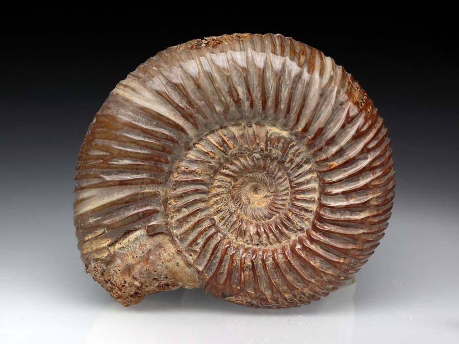 Divisosphinctes (Perisphinctes)