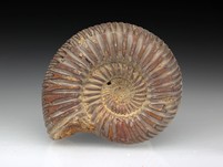 Divisosphinctes (Perisphinctes)