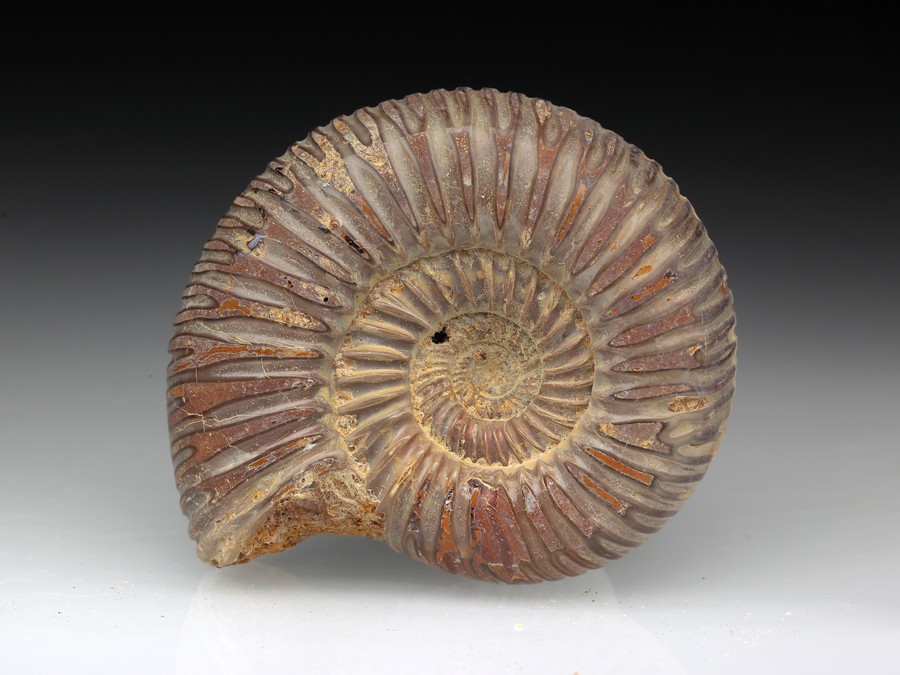 Divisosphinctes (Perisphinctes)
